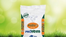 Kuzu 2