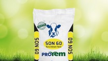 Son 60 Kuru Dönem Yemi